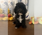 BichPoo puppies - Male Bichpoo Puppy for Sale - Photo #32