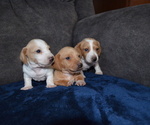 Puppy SOLD Dachshund