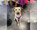 Small Photo #7 Mutt Puppy For Sale in Bellevue, WA, USA
