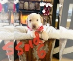 Small Photo #10 Labrador Retriever Puppy For Sale in LINDEN, MI, USA