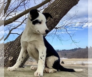 Australian Cattle Dog-Border Collie Mix Puppy for sale in HILLSBORO, WI, USA