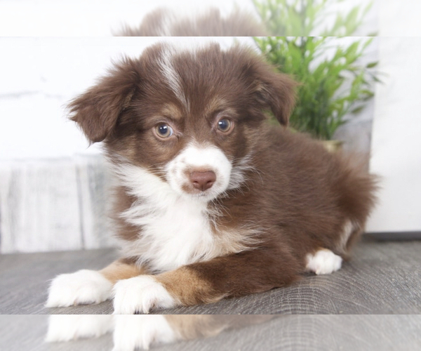 Medium Photo #2 Miniature American Shepherd Puppy For Sale in RED LION, PA, USA