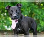Small #1 Labrador Retriever Mix