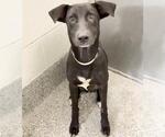 WEDNESDAY - Female Labrador Retriever Dog for Adoption - Small photo