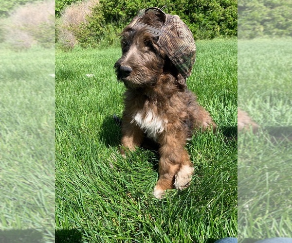Medium Photo #6 Pyredoodle Puppy For Sale in PRESCOTT, WA, USA
