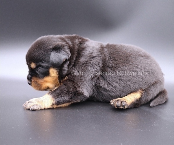 Medium Photo #3 Rottweiler Puppy For Sale in FONTANA, CA, USA