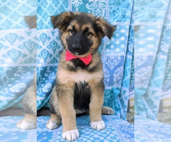 View Ad Alaskan MalamuteGerman Shepherd Dog Mix Puppy for Sale near