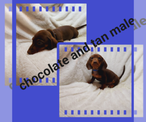 Dachshund Puppy for sale in BOWLING GREEN, KY, USA
