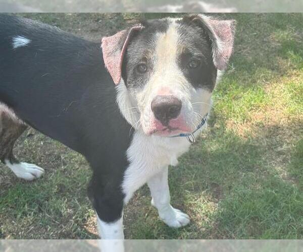 Medium Photo #1 Labrador Retriever-Unknown Mix Puppy For Sale in Waco, TX, USA
