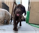 Small Photo #3 Labrador Retriever Puppy For Sale in TRACY, CA, USA