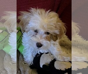 Bichpoo Puppy for sale in MIDDLETOWN, PA, USA