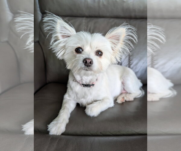 Medium Photo #1 Paperanian Puppy For Sale in Oakhurst, NJ, USA
