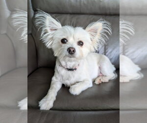 Paperanian Dogs for adoption in Oakhurst, NJ, USA