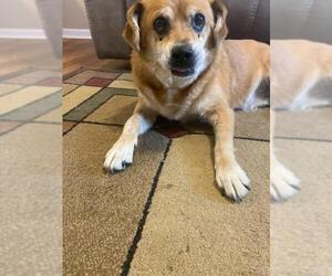 Beagle-Unknown Mix Dogs for adoption in Texas City, TX, USA