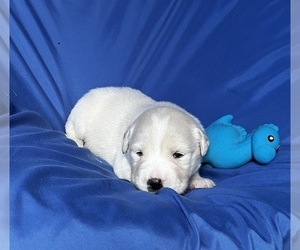 Golden Labrador Puppy for sale in LIVE OAK, FL, USA