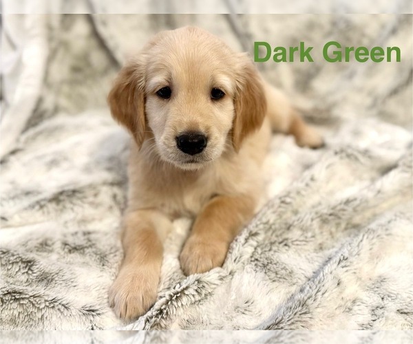 Medium Photo #5 Golden Retriever Puppy For Sale in ALEXANDER, AR, USA