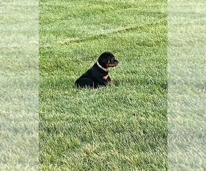 Rottweiler Puppy for sale in MIDDLETOWN, DE, USA