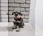 Puppy Maggie Schnauzer (Miniature)