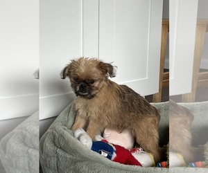 Brussels Griffon Puppy for sale in NILES, MI, USA