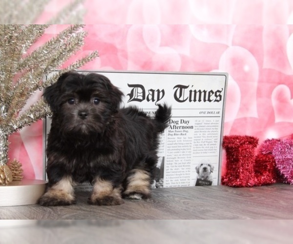 Medium Photo #4 Lhasa Apso Puppy For Sale in BEL AIR, MD, USA