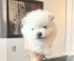 Small Photo #4 Pomeranian Puppy For Sale in GRAND JUNCTION, CO, USA