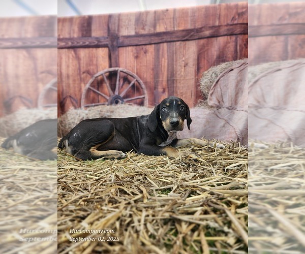 Medium Photo #7 Catahoula Leopard Dog Puppy For Sale in CUMBY, TX, USA