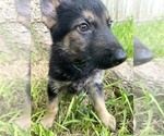 Small Photo #1 German Shepherd Dog Puppy For Sale in TEMPLE, TX, USA