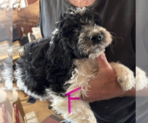 Labradoodle Puppy for sale in SCOTTSDALE, AZ, USA
