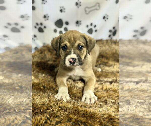 Medium Photo #2 Australian Shepherd-Unknown Mix Puppy For Sale in SHERBURNE, NY, USA