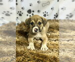 Small #1 Australian Shepherd Mix