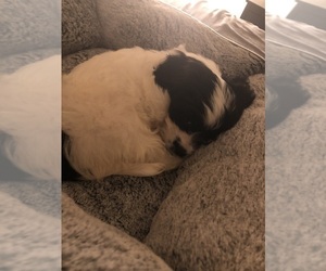 Mal-Shi Puppy for sale in BRANDON, FL, USA