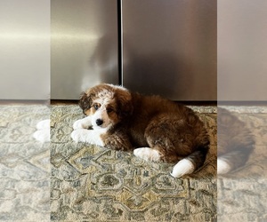 Bernedoodle (Miniature) Puppy for sale in ADRIAN, MI, USA