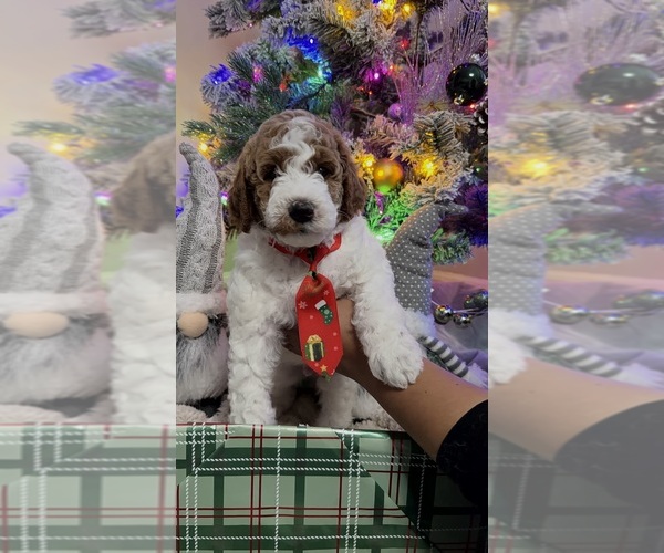 Medium Photo #6 Goldendoodle mix (+ Poodle Miniature) Puppy For Sale in BRONX, NY, USA