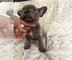 Small Photo #4 French Bulldog Puppy For Sale in LEESBURG, GA, USA