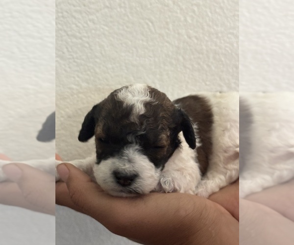 Medium Photo #8 Bernedoodle (Miniature) Puppy For Sale in LONGMONT, CO, USA