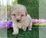 Small #10 Poodle (Toy)