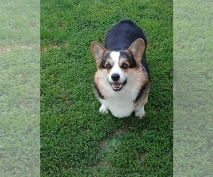 Father of the Pembroke Welsh Corgi puppies born on 04/22/2026