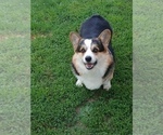 Small Photo #1 Pembroke Welsh Corgi Puppy For Sale in REDKEY, IN, USA