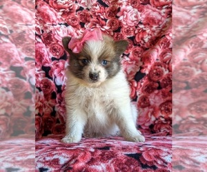 Pomeranian Puppy for sale in LINCOLN UNIV, PA, USA