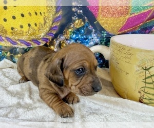 Dachshund Puppy for sale in CASSVILLE, MO, USA