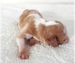 Small Photo #12 Cavalier King Charles Spaniel Puppy For Sale in CARLISLE, KY, USA