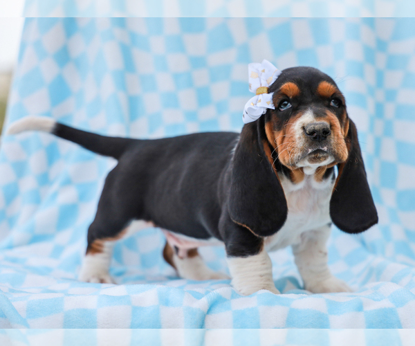 Medium Photo #1 Basset Hound Puppy For Sale in LIBERTY, KY, USA