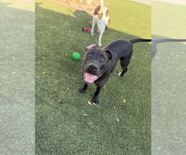 Medium Photo #6 American Pit Bull Terrier-American Staffordshire Terrier Mix Puppy For Sale in Cave Creek, AZ, USA