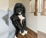 Small Photo #63 Golden Mountain Doodle  Puppy For Sale in REYNOLDSBURG, OH, USA
