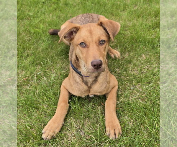 Medium Photo #14 Shepradors Puppy For Sale in Lakewood, CO, USA
