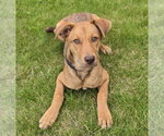 Small #13 Shepradors