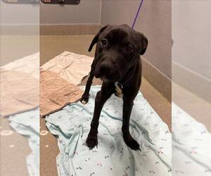 Mutt Dogs for adoption in Las Vegas, NV, USA