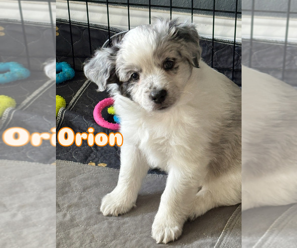 Medium Photo #1 Miniature Australian Shepherd Puppy For Sale in VALRICO, FL, USA
