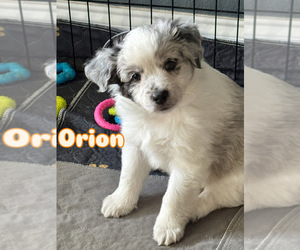 Medium Miniature Australian Shepherd