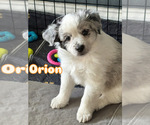 Puppy Orion Miniature Australian Shepherd